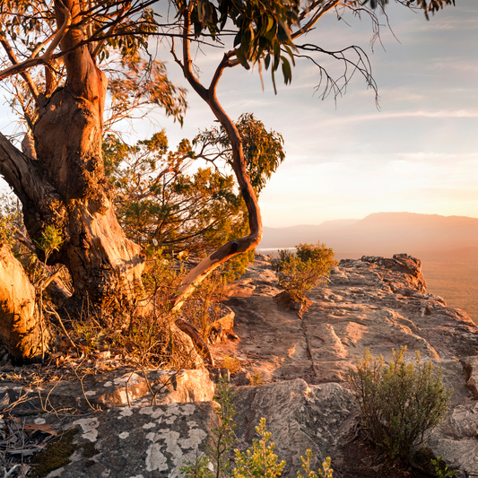 Under the Coolabah (Australian Sandalwood)